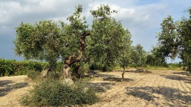 Xylella in Calabria, Gallo: al via l’eradicazione degli ulivi infetti