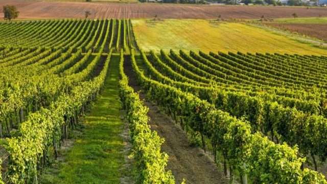 Caldo record, in Calabria parte in anticipo la vendemmia