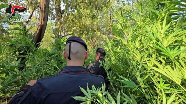 Cannabis nei boschi di Nardodipace, Carabinieri sequestrano 476 piante