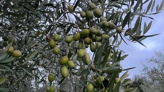 Emergenza xylella, Coldiretti Calabria: “Tempestiva la risposta della Regione”