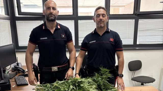 Gimigliano, scoperta una coltivazione di canapa in un giardino: denunciato un 50enne