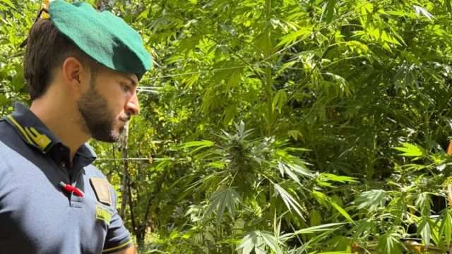 Reggio Calabria, blitz nei boschi: scoperte dieci piantagioni di marijuana