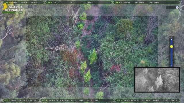 Sequestrata piantagione di marijuana a Papanice